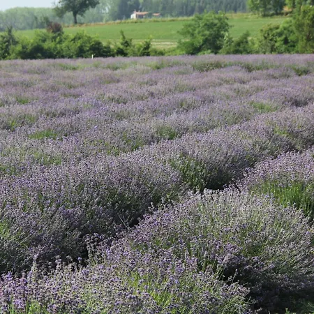 Gasthuis Friciulin -