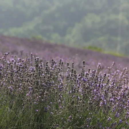 Friciulin - 3* Lesegno